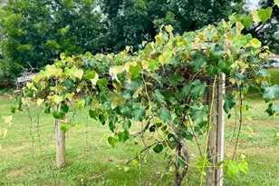 411 Shenandoah Ave, Shenandoah, VA 22849 - Photo 59