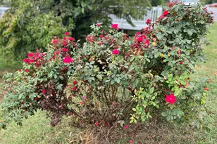 411 Shenandoah Ave, Shenandoah, VA 22849 - Photo 7