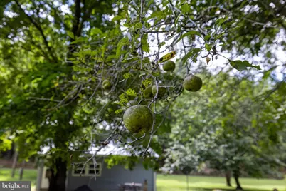 2903 Dry Run Road, Luray, VA 22835 - Photo 43