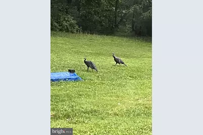 1485 Compton Hollow Road, Rileyville, VA 22650 - Photo 39