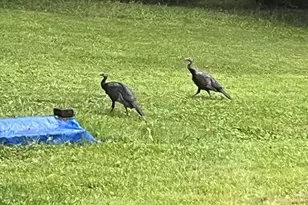 1485 Compton Hollow Rd, Rileyville, VA 22650 - Photo 39