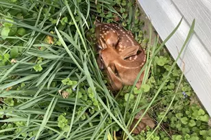 1485 Compton Hollow Rd, Rileyville, VA 22650 - Photo 5