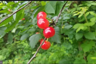 4170 Padgett Dr, Haymarket, VA 20169 - Photo 49