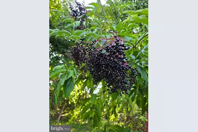 4170 Padgett Drive, Haymarket, VA 20169 - Photo 51