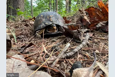 243 Aaron Mountain Road, Castleton, VA 22716 - Photo 49