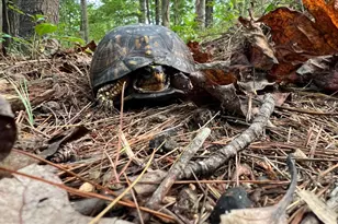 243 Aaron Mountain Rd, Castleton, VA 22716 - Photo 49