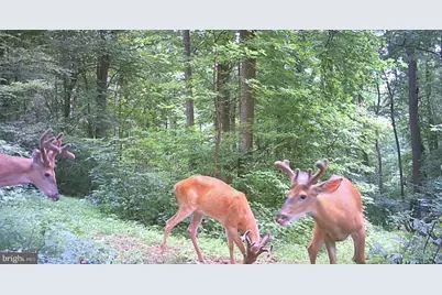 Woodlands Drive, Flint Hill, VA 22627 - Photo 31