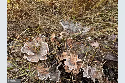 Lee Highway, Amissville, VA 20106 - Photo 19