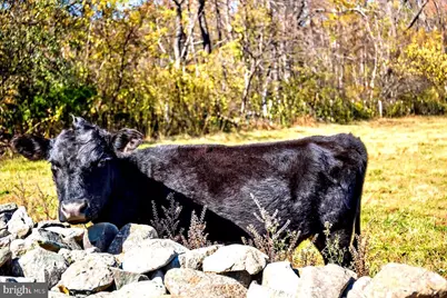 290 Riley Hollow Road, Huntly, VA 22640 - Photo 87