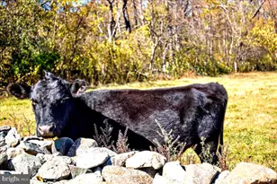 290 Riley Hollow Rd, Huntly, VA 22640 - Photo 87