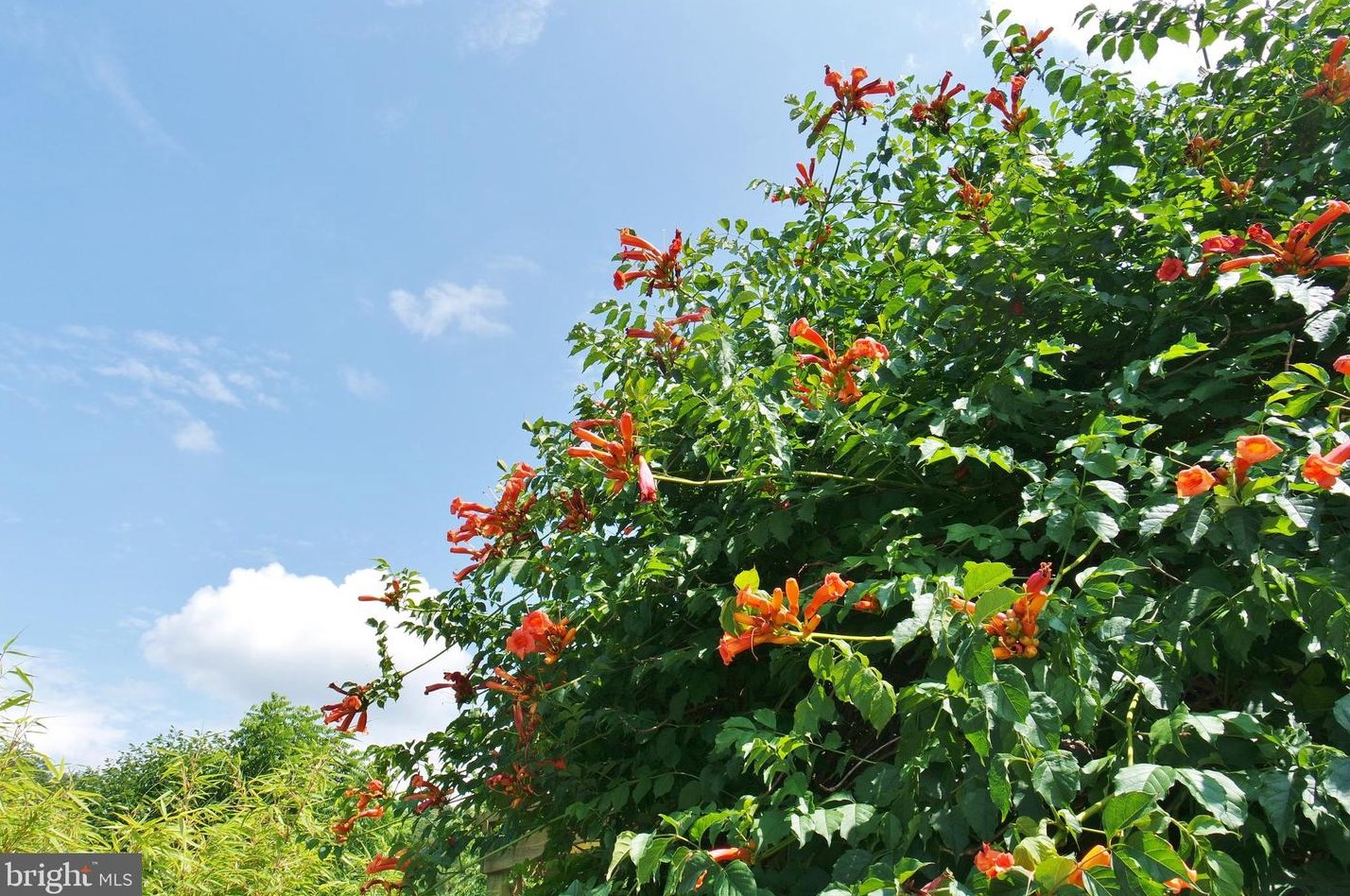 3110 Orkney Grade, Mount Jackson VA  22842-3320 exterior