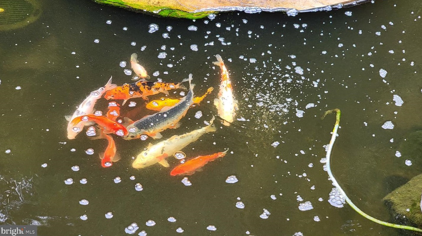 3110 Orkney Grade, Mount Jackson VA  22842-3320 exterior