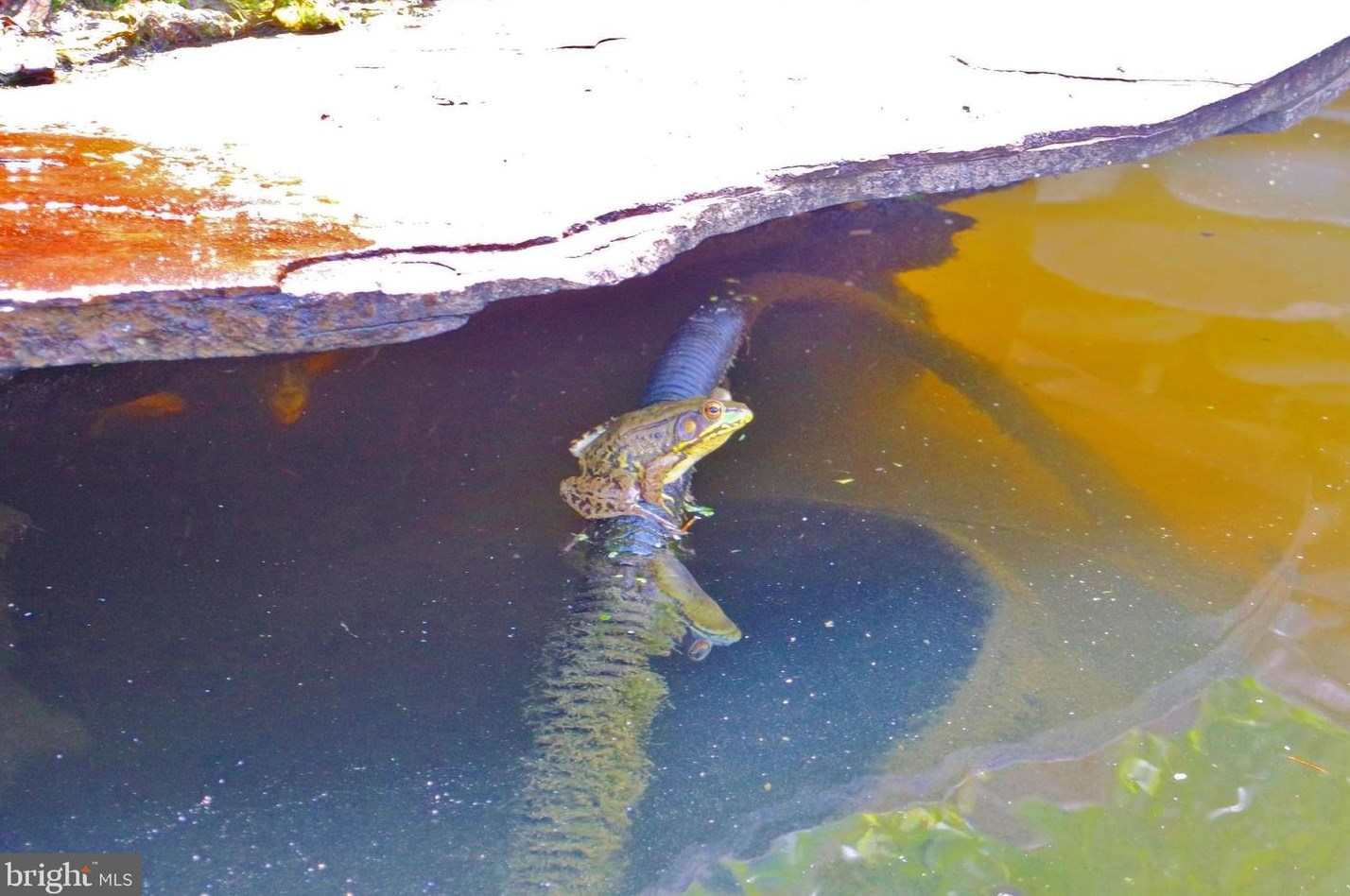 3110 Orkney Grade, Mount Jackson VA  22842-3320 exterior