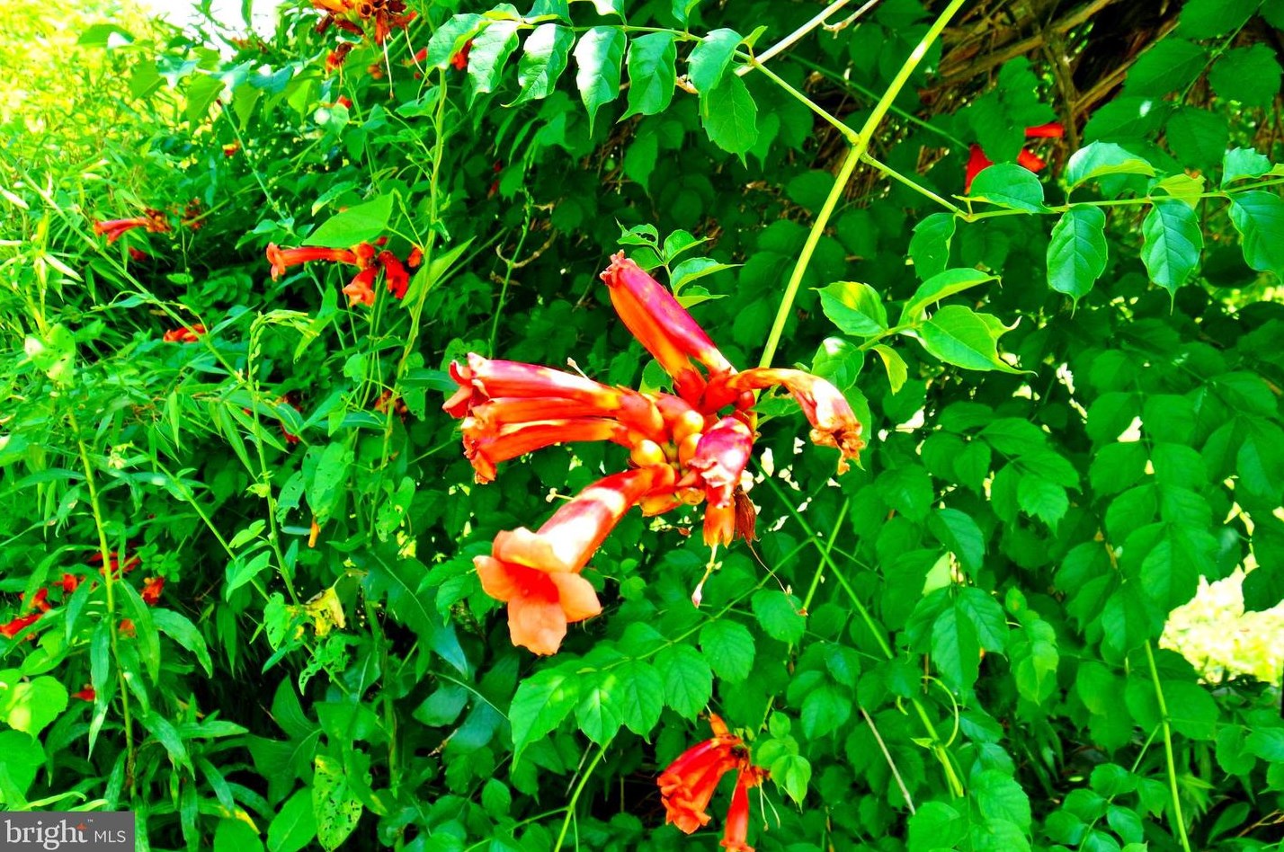 3110 Orkney Grade, Mount Jackson VA  22842-3320 exterior