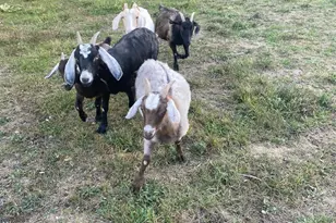 100 Wolfs Ln, Fort Valley, VA 22652 - Photo 43