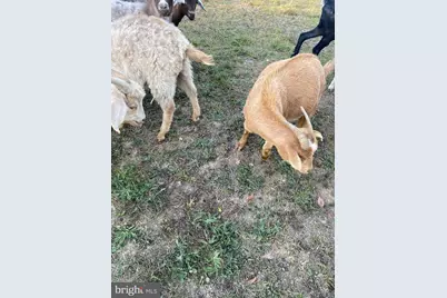 100 Wolfs Lane, Fort Valley, VA 22652 - Photo 41