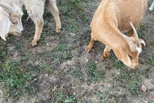 100 Wolfs Ln, Fort Valley, VA 22652 - Photo 41