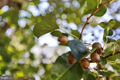 5906 W Copper Mountain Drive, Spotsylvania, VA 22553 - Photo 53