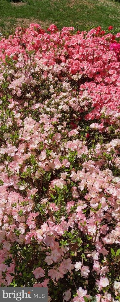 1 Rosepetal St, Stafford VA  22556-6219 exterior