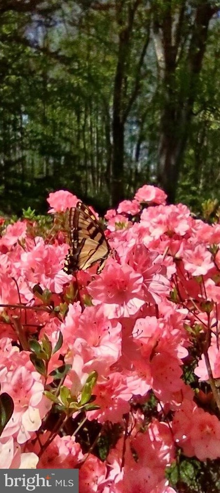 1 Rosepetal St, Stafford VA  22556-6219 exterior