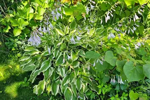 1321 Woodside Ave, Front Royal, VA 22630 - Photo 21