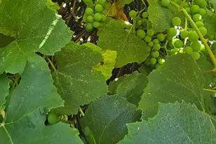 1321 Woodside Ave, Front Royal, VA 22630 - Photo 27