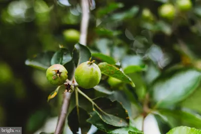 408 Hawks Nest Drive, Baker, WV 26801 - Photo 53