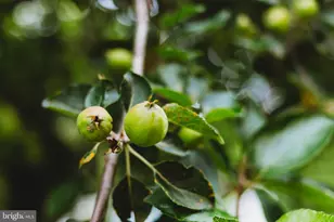 408 Hawks Nest Dr, Baker, WV 26801 - Photo 53