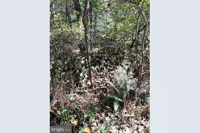 Lot 2 Old Mill Road, Capon Bridge, WV 26711 - Photo 7
