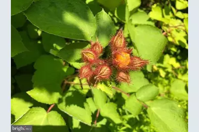 1070 Crystal Hollow Road, Green Spring, WV 26722 - Photo 23