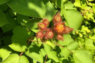 1070 Crystal Hollow Rd, Green Spring, WV 26722 - Photo 23