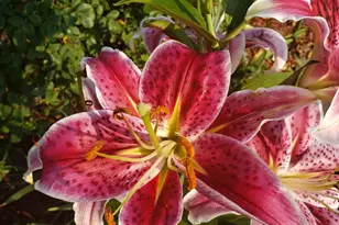 886 Mountain Heritage Ests Rd, Augusta, WV 26704 - Photo 13