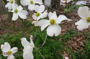 886 Mountain Heritage Ests Rd, Augusta, WV 26704 - Photo 95