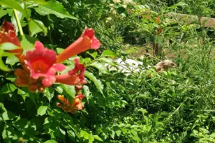 886 Mountain Heritage Ests Rd, Augusta, WV 26704 - Photo 15