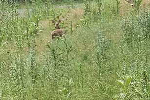 3029 Whitetail Ridge Rd, Burlington, WV 26710 - Photo 71