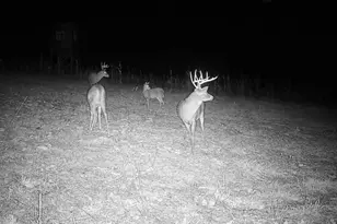 542 Bane Cutoff Rd, Elk Garden, WV 26717 - Photo 71