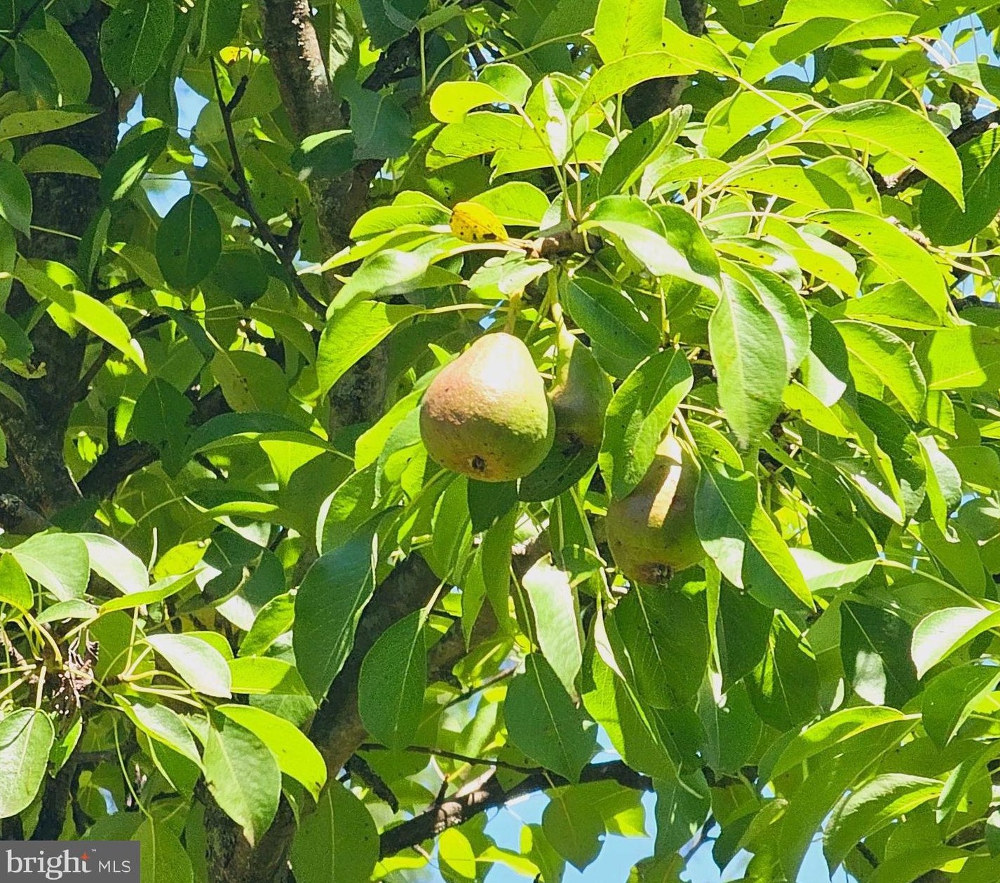 48 Calvin Unger Ln, Berkeley Springs WV 25411-5181 exterior