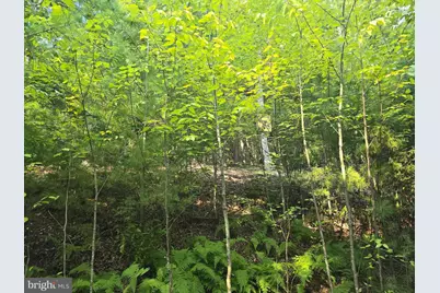 Lot 27 Native Trout Ln, Sugar Grove, WV 26815 - Photo 3