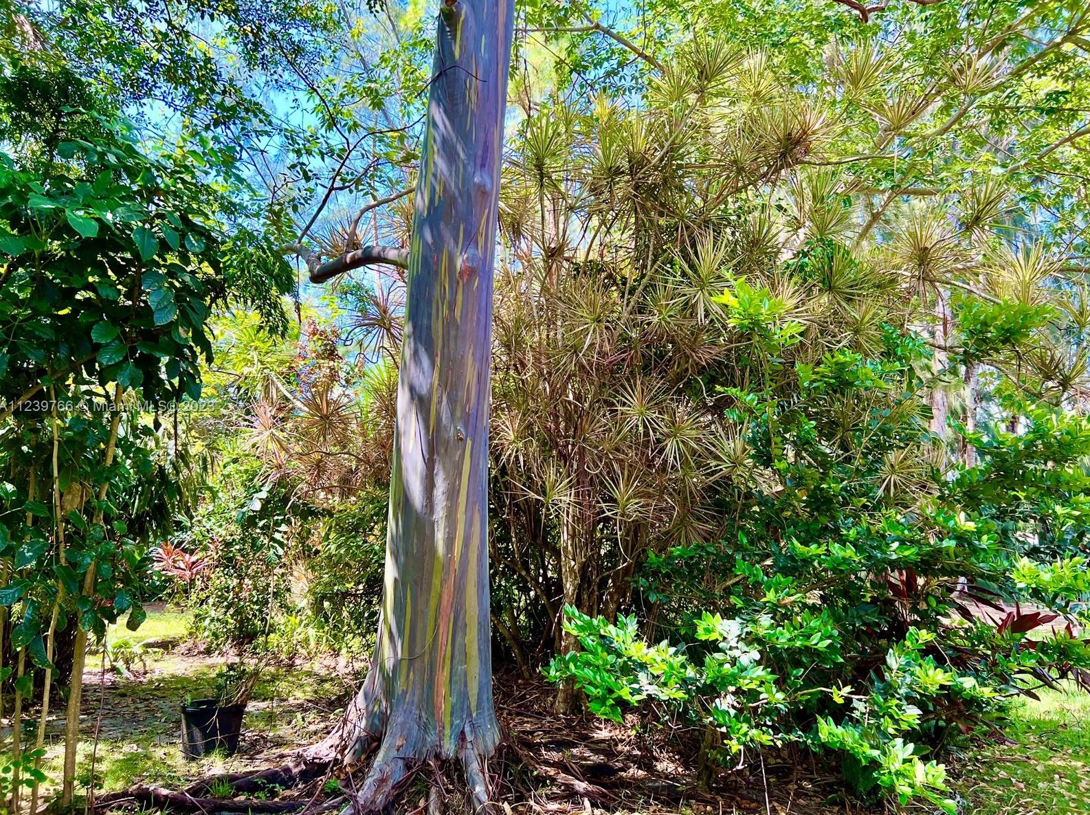 6031 82nd Ave, Miami FL  33143-1552 exterior