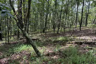 55 75 Ac Aj Kelley Rd, Purgitsville, WV 26852 - Photo 1