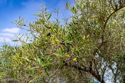 1264 N Refugio Road, Santa Ynez, CA 93460 - Photo 45