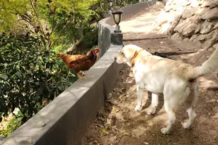 330 E Mountain, Santa Barbara, CA 93108 - Photo 41