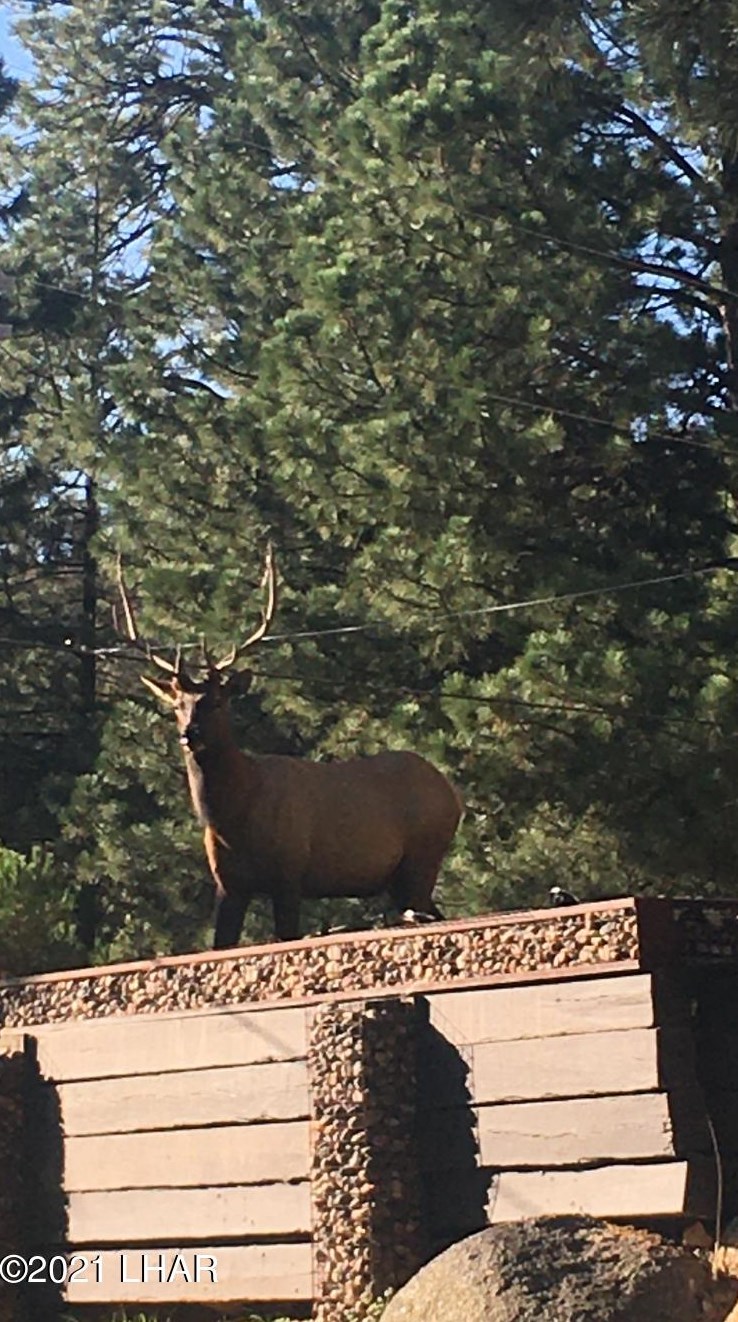 6465 Crumb Rd, Kingman AZ 86401-6568 exterior