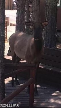 6465 Crumb Rd, Kingman AZ 86401-6568 exterior